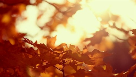 Autumn colorful leaves background. Fall backdrop with swinging bright yellow, red and orange oak tree leaves closeup. Sun flare. Slow motion 4K 