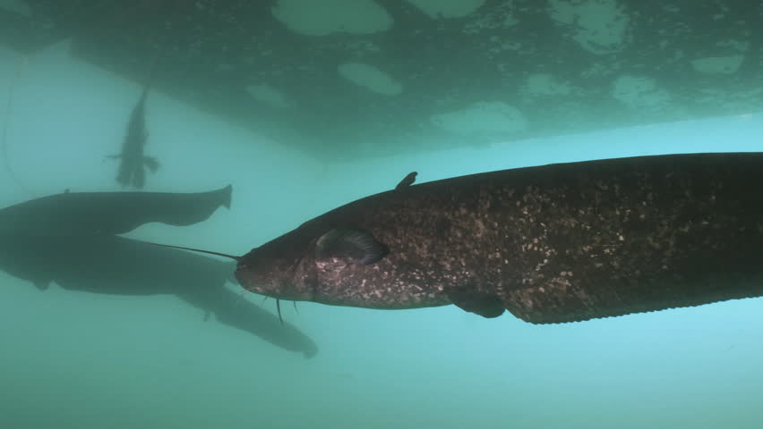 Group of Massive Wels Catfish, Stock Footage Video (100% Royalty-free