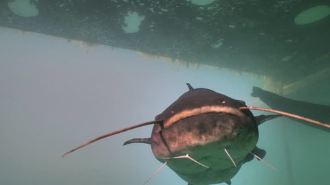 Close encounter with Wels Catfish underwater