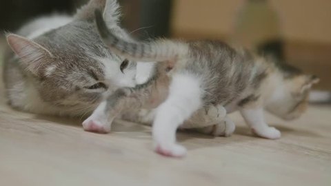 mother tricolor cat hugging little kitten takes the first steps. cat licks the kitten. 