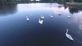 Aerial 4k drone footage of a herd of swans swimming in a lake. Summer evening sunset on the lake, swans are fed by people standing on the shore.