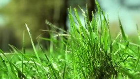 1080p video. Panorama. Back background. Bright drops on a green lush grass on a sunny day against the background of trees