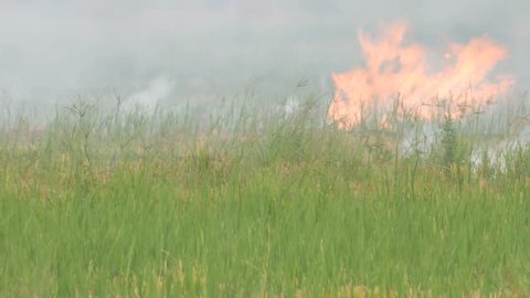 fire burning in the paddy field after harvest