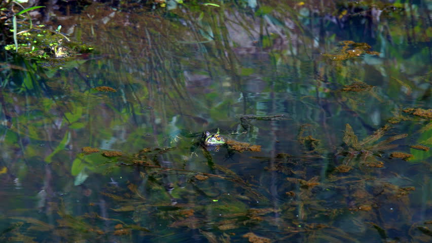 Green toads in a swamp blow bubbles in the mating season in the spring