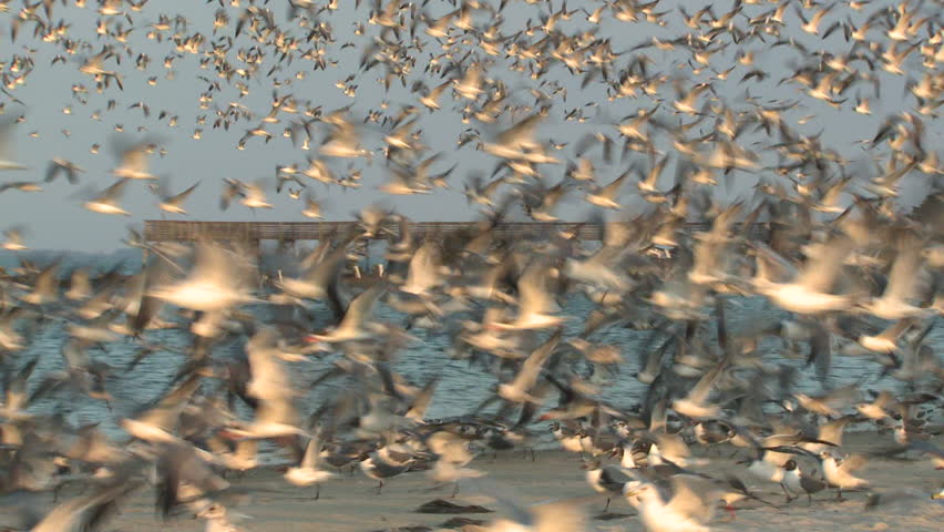 Laughing Gull Adult Immature Flock Flying Flight in Florida