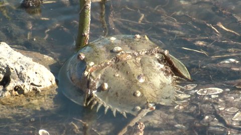 Horseshoe Crab Adult Many Mating Sex Reproduction in Florida
