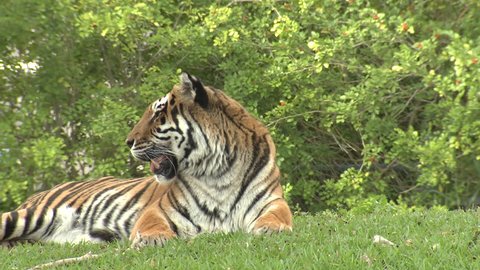 Bengal Tiger Adult Lone Yawning Open Mouth Teeth Growling Rubbing Face
