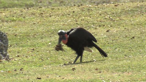 Abyssinian Ground Hornbill Adult Lone Walking