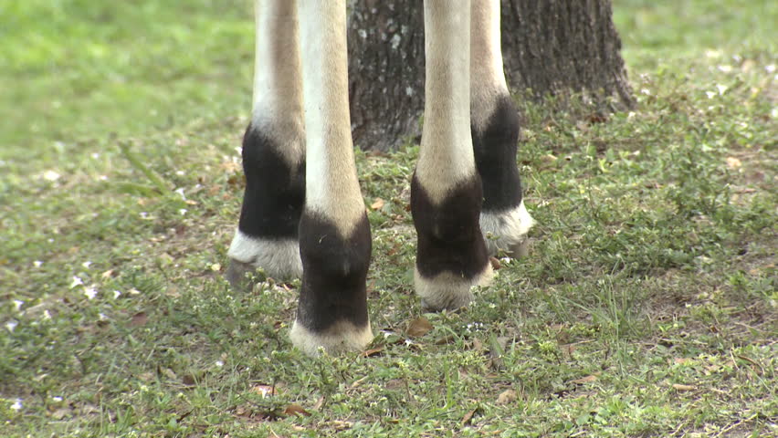 Okapi image - Free stock photo - Public Domain photo - CC0 Images