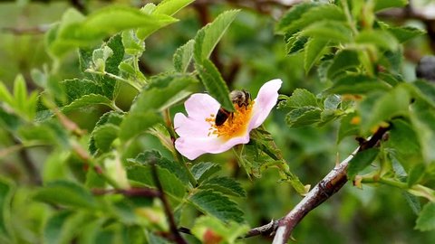 rosehip collect bee pollen from flowers.