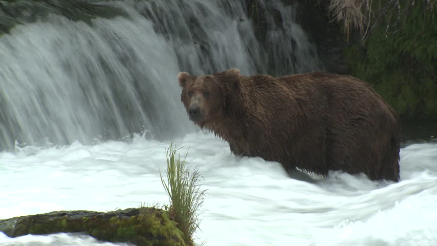 Brown Bear Adult Lone Shaking in Summer in Alaska