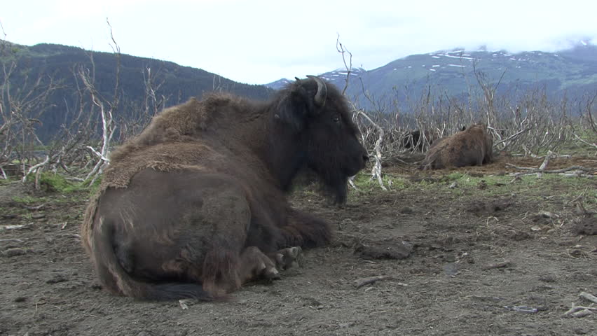 Wood Bison Adult Lone Sitting Resting Bedded in Summer in Alaska