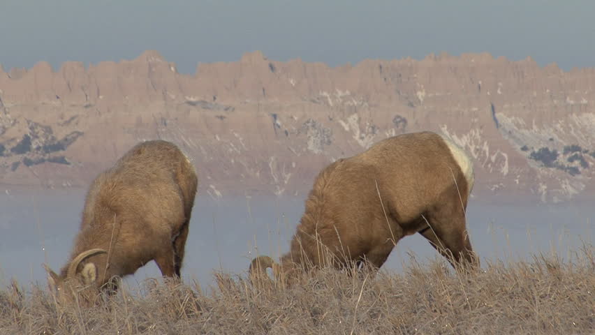 Bighorn Sheep Ram Ewe Male Female Adult Pair Eating Grazing in Winter in South Dakota