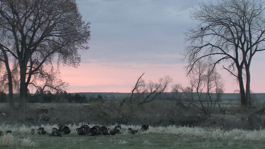 Turkey Male Gobbler Female Hen Adult Flock Breeding Display Strutting Tail Feathers Spread in Summer in South Dakota