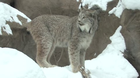 Canada Lynx Adult Lone Standing Looking Around in Winter