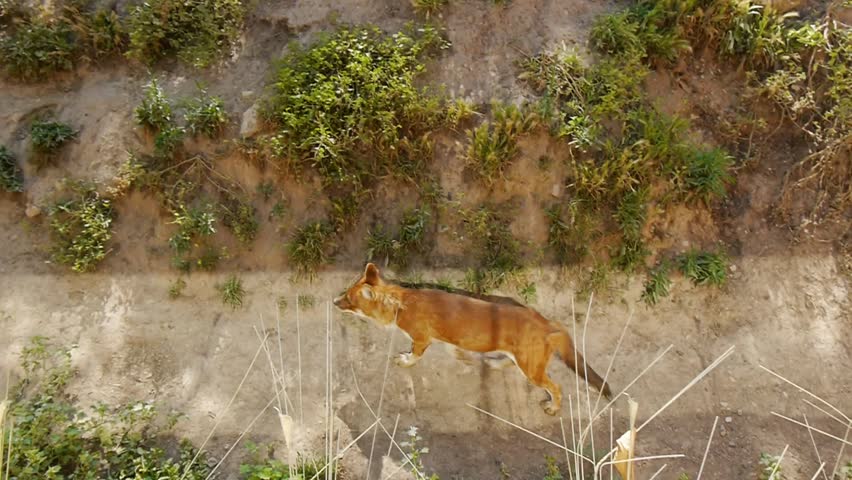 High-angle shot of walking dhole in the zoo