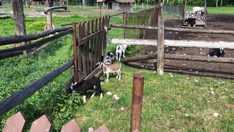 Goatlings walking behind the fence