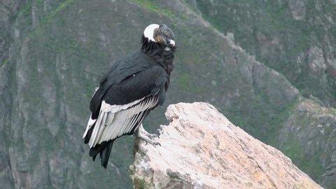 Andean condor close up resting on a stone. Found in the Andes mountains and adjacent Pacific coasts of western South America, the Andean condor is the largest flying bird in the world.