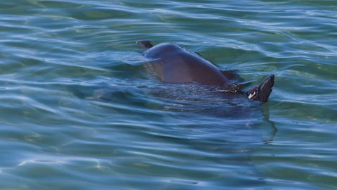 Common Bottlenose Dolphin Tursiops Truncatus Stock Footage Video 100 Royalty Free Shutterstock