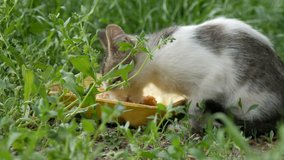 Little Hungry Kitten Eats in Green Grass