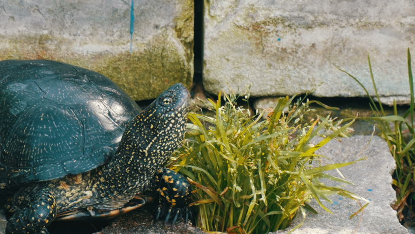 A large black turtle sits in a park