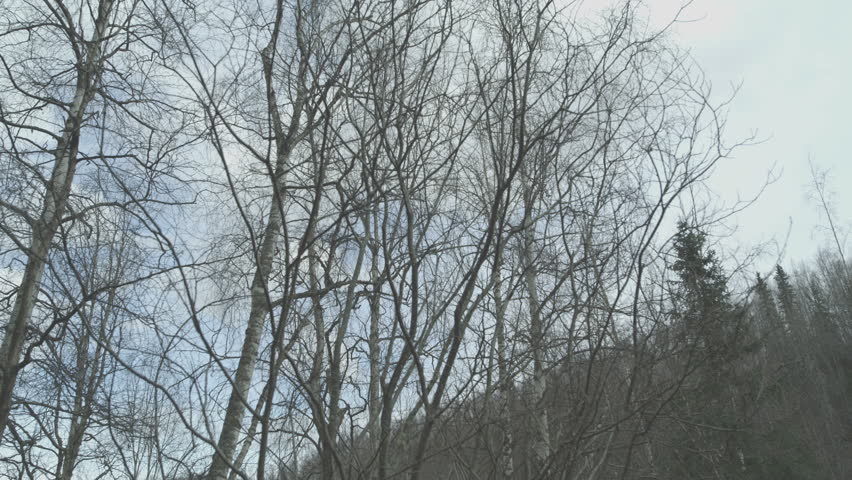 Alaska frozen forest