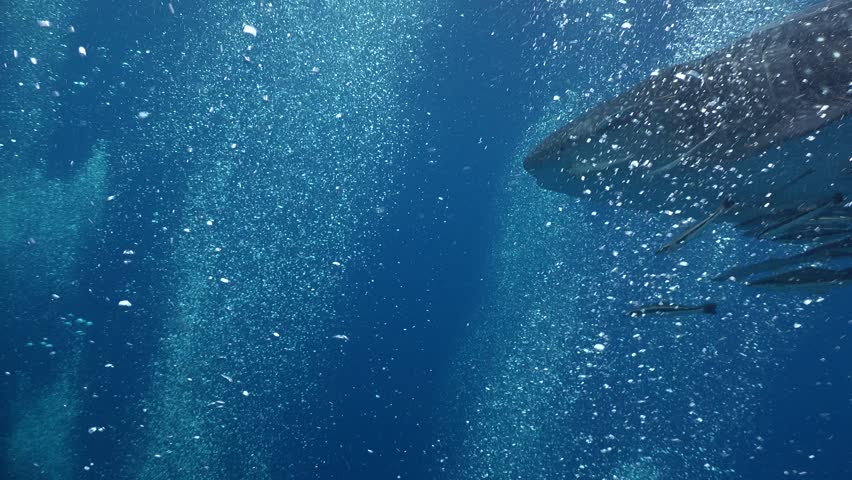 Whale shark swallows bubbles from divers | Shutterstock HD Video #1011396359