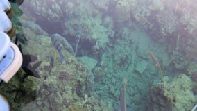 Top view of many different kinds of bright colorful fish seen through clean clear water of Red sea in Egypt Sharm El Sheikh at coral reef. View from above from pier. Real time full hd video footage.