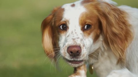 Portrait of Cute Young Cocker Spaniel Dog Scratching & Licking Lips, Slow Motion