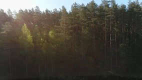 Drone footage of small lake flying through the trees in forest
