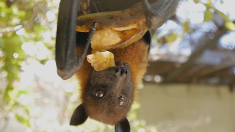 Close-up shot of fruit bat eating banana hanging upside down