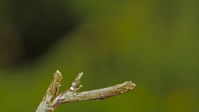 Marsh Tit in Vosges, France - specie Parus palustris family of Paridae 