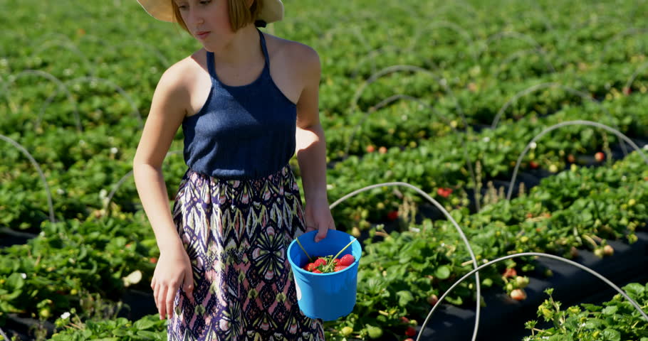 Girl walking with bucket of strawberries in the farm on a sunny day 4k