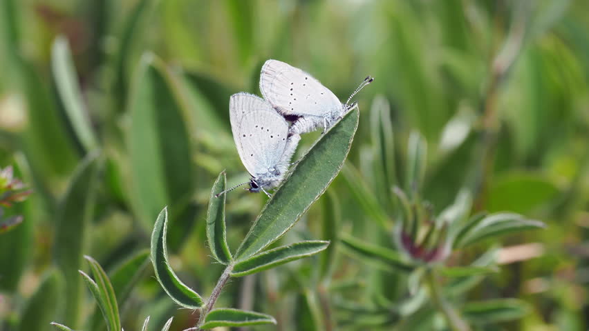 Small blue butterflies mating  ( Cupido minimus ) 