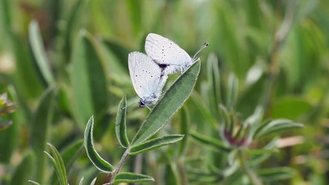 Small blue butterflies mating  ( Cupido minimus ) 