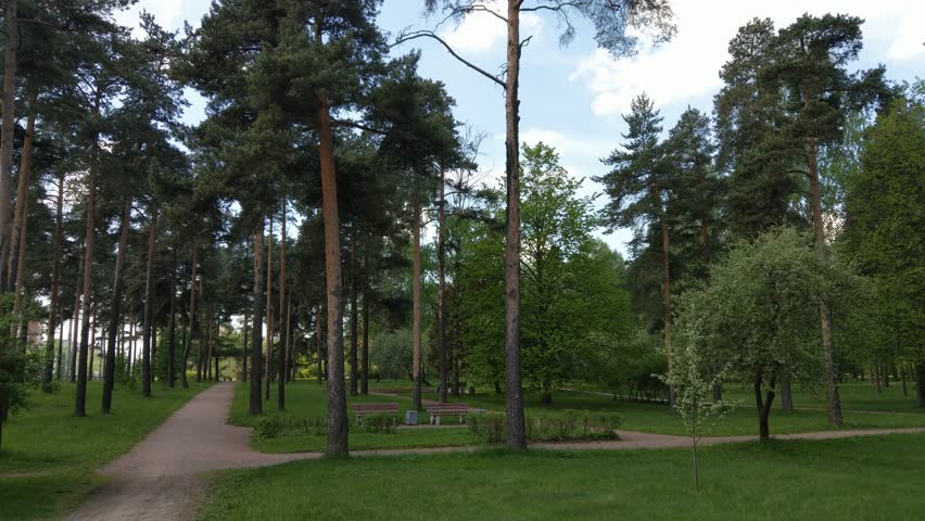 Spring pine tree forest park landscape. Blooming spring city park view in Saint-Petersburg, Russia