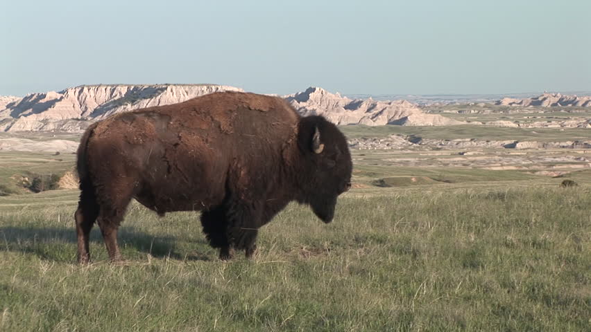 Bison Male Adult Lone Standing in Spring Scenery in South Dakota