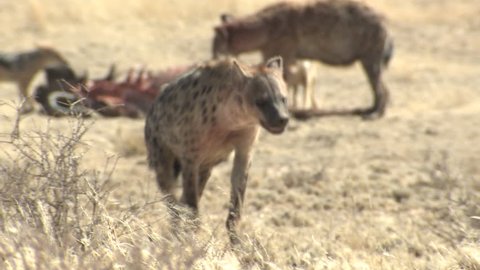 Spotted Hyena Lone Walking Dry Season in South Africa