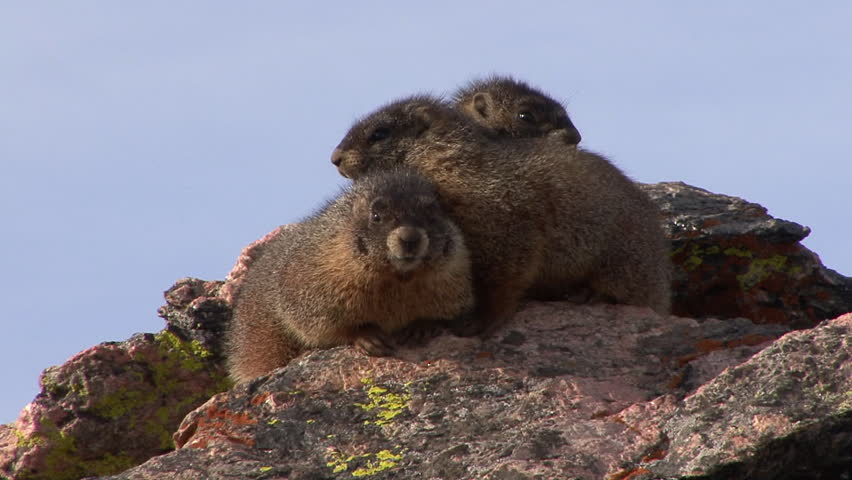 Yellow-bellied Marmot Several Looking Around in Spring in Colorado