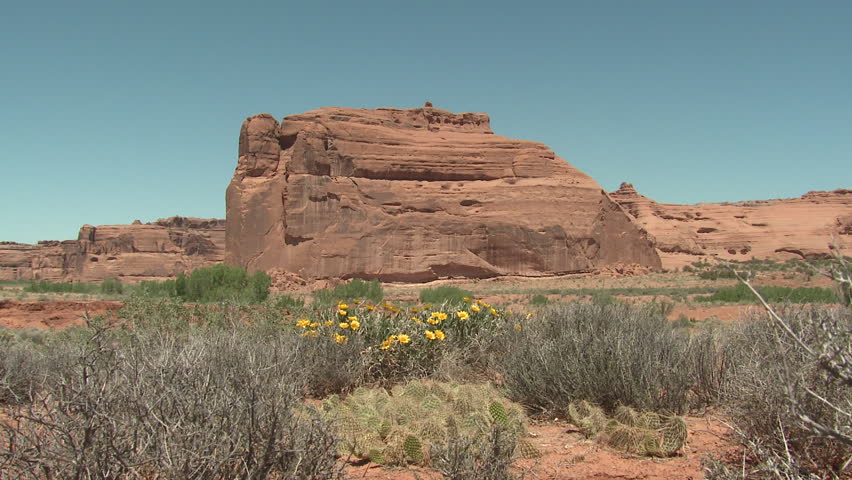 Desert in Spring Flowers Yellow Shrub Plant Cactus Dirt Red Rocks in Utah