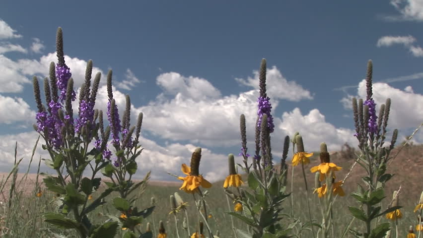 Yellow Coneflower Flower Flowering in Summer in South Dakota
