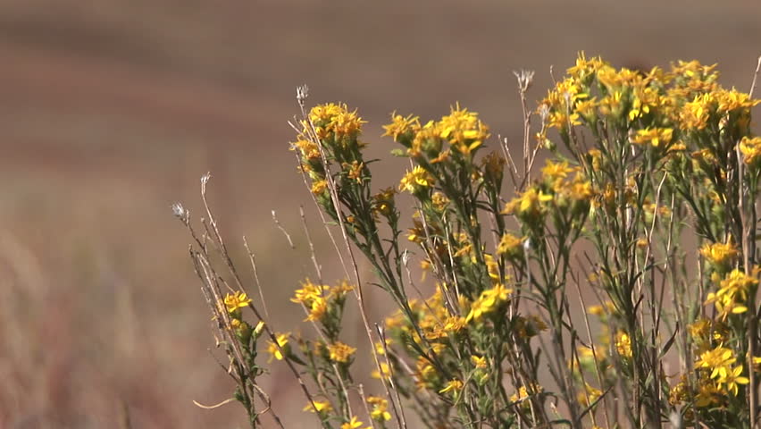 Forb Vascular Plant Several Flower Flowering in Summer Yellow in South Dakota