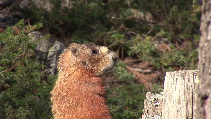 Yellow-bellied Marmot Adult Lone Alarmed Nervous Wary in Summer Standing in South Dakota