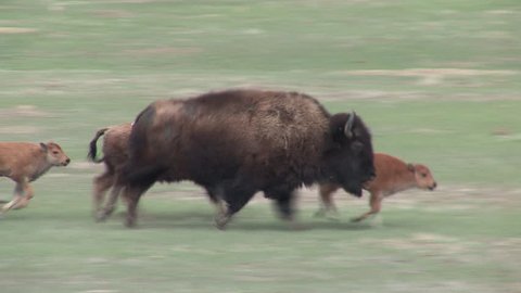 Bison Cow Female Adult Calf Young Several Running in Spring Stampede in South Dakota