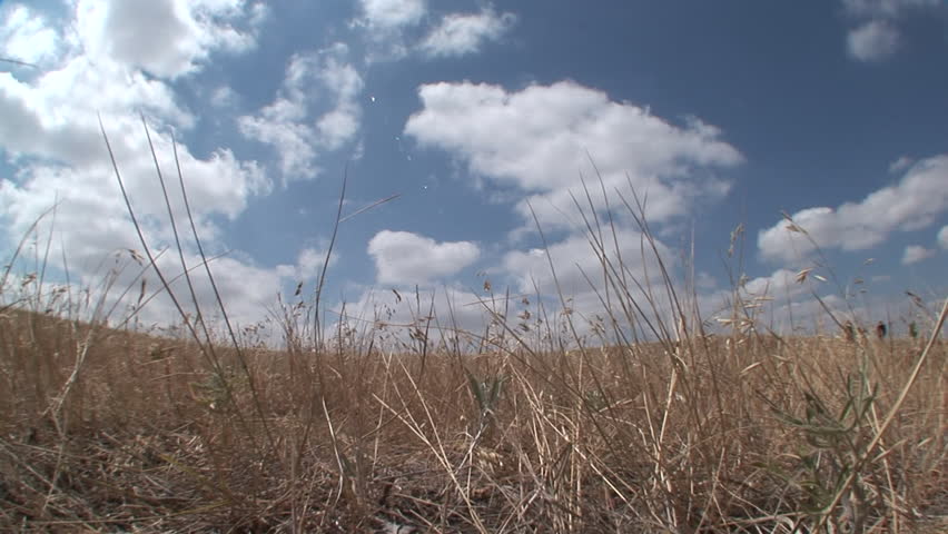 Bison Several Walking in Summer in South Dakota