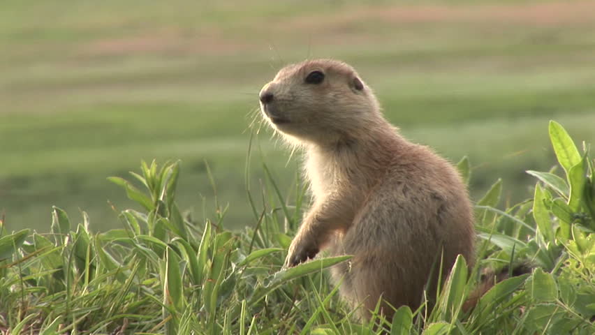 Black-tailed Prairie Dog Young Lone Alarmed Nervous Wary in Spring Bark Call Yip Jump in South Dakota