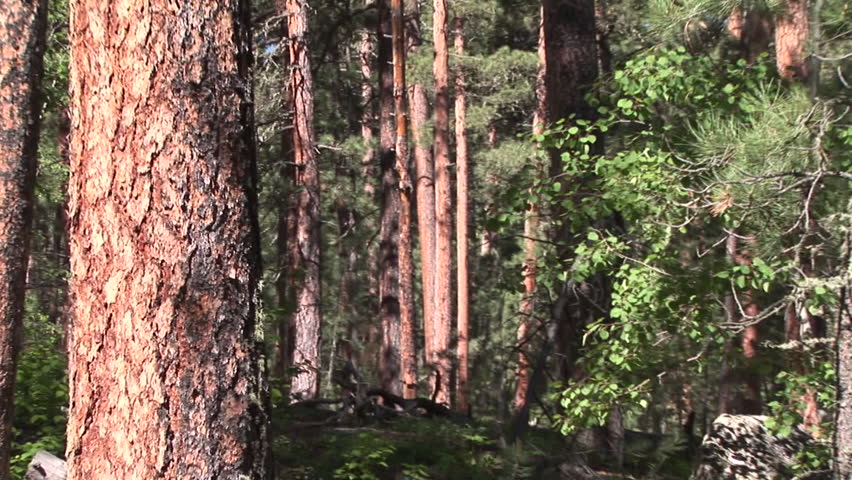 Forest Trees Black Hills in Summer Old Growth Mature Forest in South Dakota