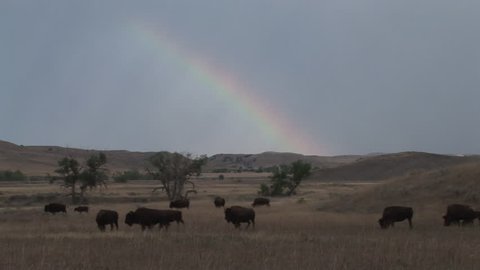 Bison Adult Young Herd Walking in Summer Rainbow in South Dakota