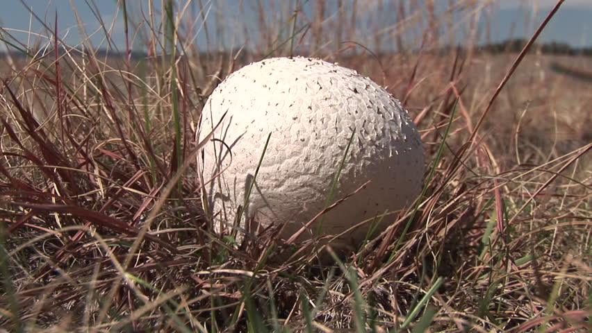 Mushroom Lone in Summer Fungus Ball in South Dakota