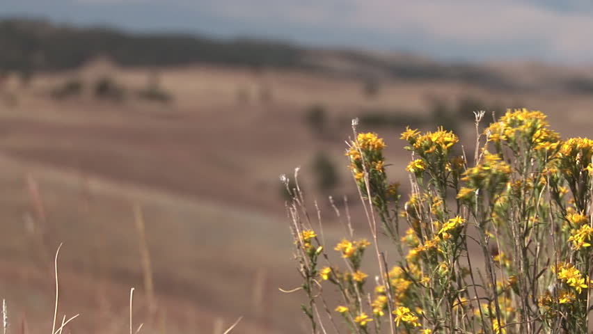 Prairie Flower Flowering in Summer Yellow in South Dakota